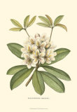 Rhododendron Posters