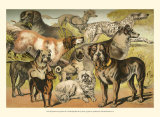 Dog Breeds II Prints by Henry J. Johnson