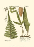 Small Antique Fern IV Kunst