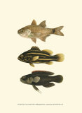 Fish of the Coral Reef III Art