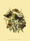 Small Butterfly Gathering II Print