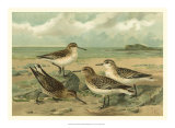 Shore Gathering III Posters by Franz Eugen Kohler