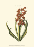 Antique Hyacinth V Posters by Christoph Jacob Trew