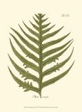 Small Antique Fern VIII Prints