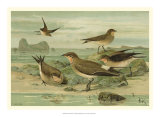 Shore Gathering V Posters by Franz Eugen Kohler