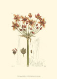 Antique Floral Plate IV Prints