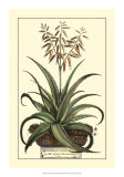 Antique Munting Aloe III Posters par Abraham Munting