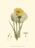 Antique Floral Plate VI Poster