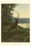 Elk Prints by Oliver Kemp