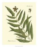 Antique Fern II Prints