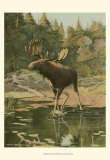 Moose Art by Oliver Kemp
