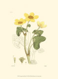 Antique Floral Plate VII Posters