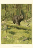 Black Bear Posters by Oliver Kemp
