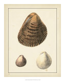 Antique Shells II Art by Denis Diderot