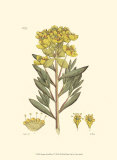 Antique Floral Plate V Posters
