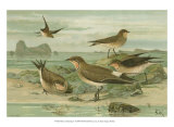 Shore Gathering V Prints by Franz Eugen Kohler