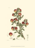 Antique Floral Plate I Plakat