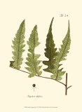 Small Antique Fern VII Poster Small Antique Fern VII Poster