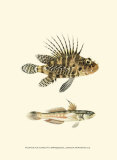 Fish of the Coral Reef VI Poster