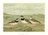 Shore Gathering IV Prints by Franz Eugen Kohler