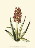 Antique Hyacinth XVI Affiches par Christoph Jacob Trew