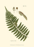 Small Antique Fern V - Poster Small Antique Fern V - Poster