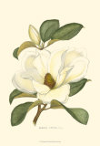 Magnolia Affiches