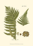 Small Antique Fern III Plakaty