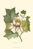 Tulipier Affiches