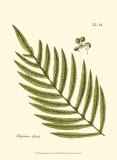 Small Antique Fern I Plakaty