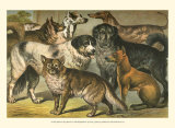 Dog Breeds I Posters by Henry J. Johnson