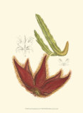 Flowering Cactus IV Art by Samuel Curtis