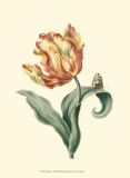 Tulipa V Plakat