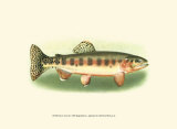 River Trout II Print River Trout II Print