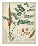 Botanical II Prints by A. Descubes