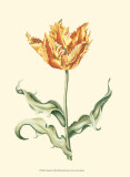 Tulipán III Obra de arte