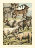 Sheep Poster by Henry J. Johnson