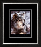 Timber Wolf Posters by John Pezzenti Jr