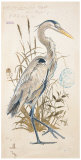 Great Blue Heron Posters by Chad Barrett