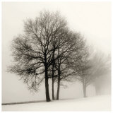 Winter Grove Art by Ilona Wellmann
