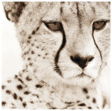 Cheetah Pattern Posters par Frank & Susann Parker