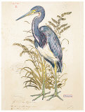 Tricolor Heron (detail) Posters by Chad Barrett