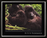 Mountain Gorilla Posters by Gerry Ellis