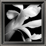 Iris Posters by Darlene Shiels