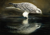 Drinking Falcon Lámina por Renato Casaro Drinking Falcon Lámina por Renato Casaro