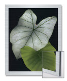 Green and White Elephants Arte por Rosemarie Stanford Green and White Elephants Arte por Rosemarie Stanford