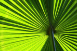 Hoja I Pósters por Ortwin Klipp