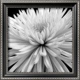 Mum Prints by Darlene Shiels