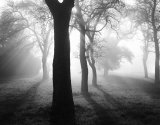 Baume im Nebel I Posters par Tom Weber