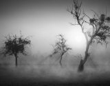 Baume im Nebel II Prints by Tom Weber